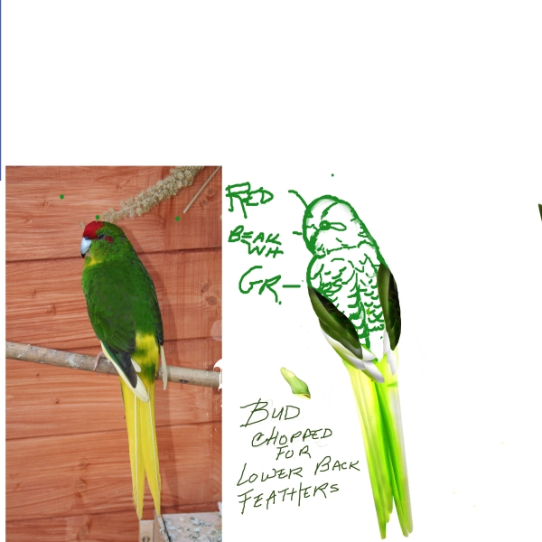Creation of Jungle Life: Step 8
